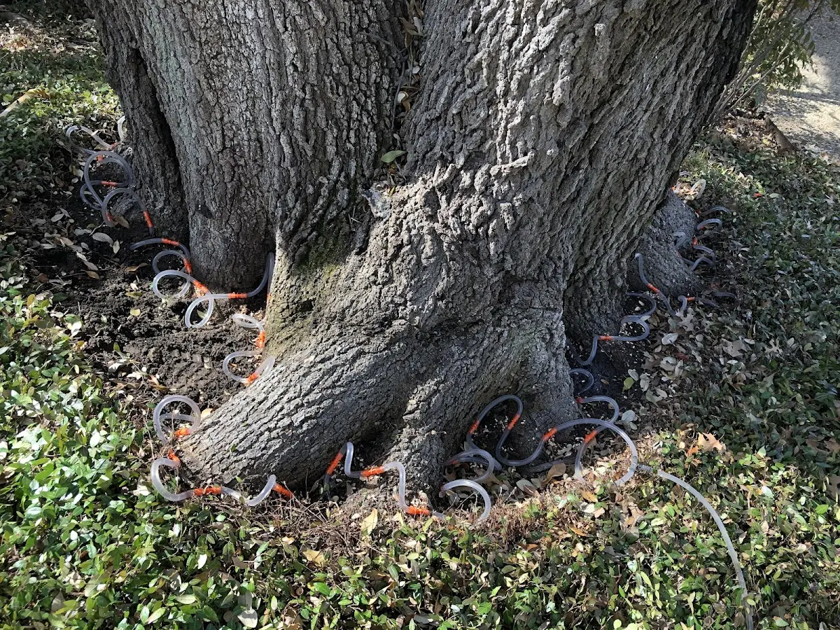 Detailed Tree Cabling and Bracing job site in Duncan