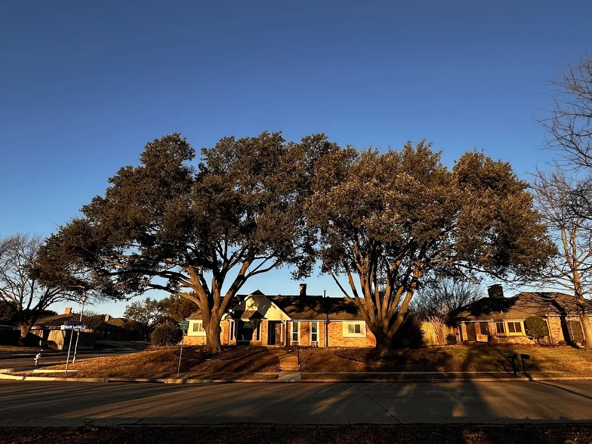 Established residential canopy tree shading a home in Duncan
